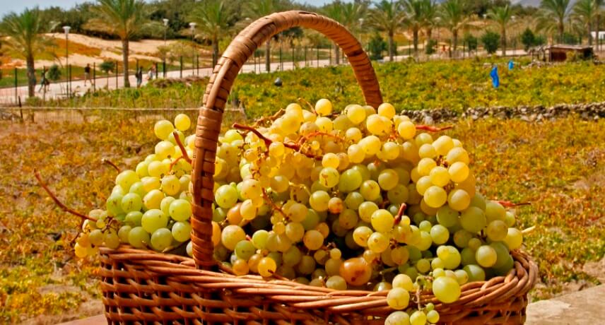 25 Fruits of Madeira Island - Table Grapes from Porto Santo